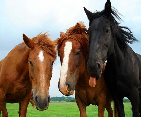 Аренда лошадей в Батуми